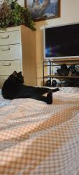 Lost Male Cat last seen 186th/B St E, Spanaway, WA 98387