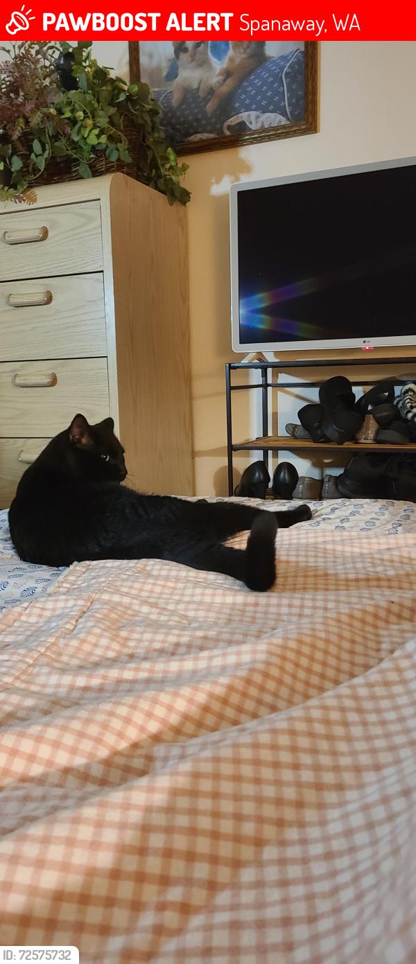 Lost Male Cat last seen 186th/B St E, Spanaway, WA 98387