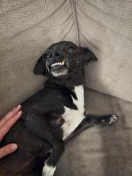 Lost Male Dog last seen Harper and McKinney , Albuquerque, NM 87109