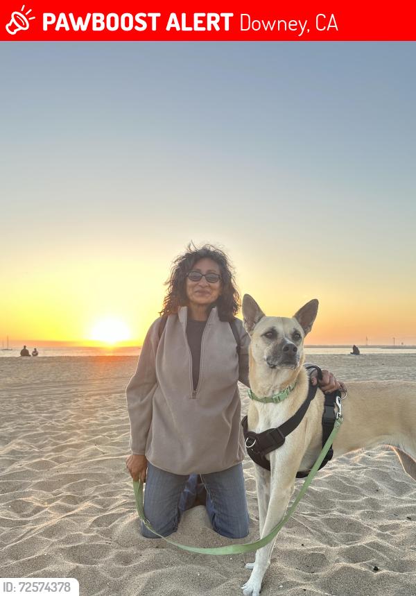 Lost Female Dog last seen Firestone Blvd in Downey California , Downey, CA 90241