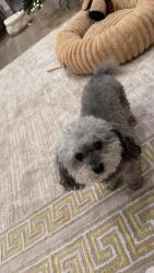 Lost Female Dog last seen The preserve at forum by D.R Horton., Grand Prairie, TX 75052