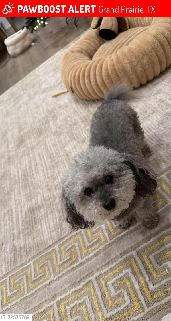 Lost Female Dog last seen The preserve at forum by D.R Horton., Grand Prairie, TX 75052