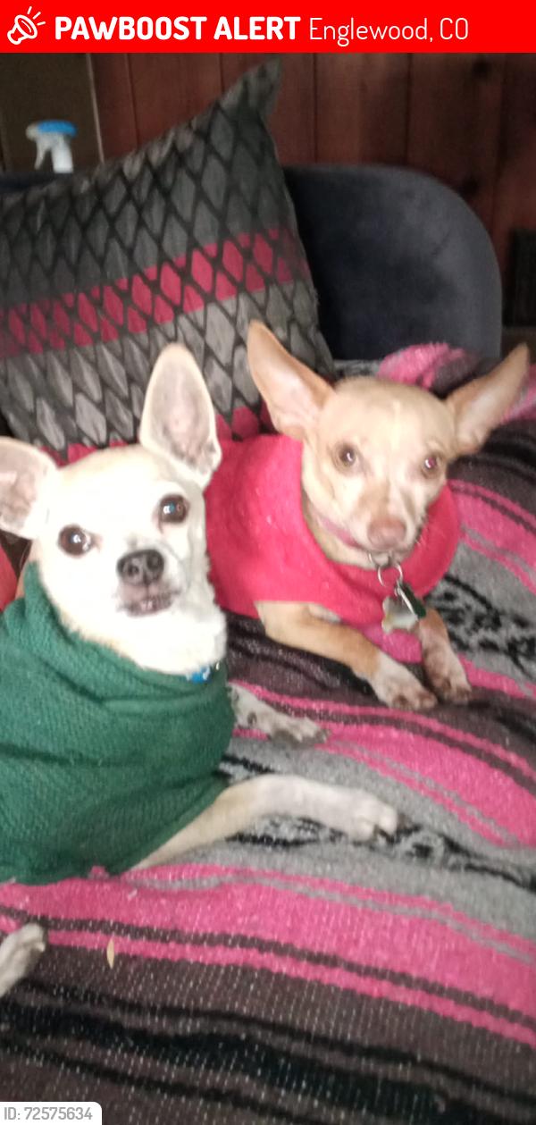 Lost Female Dog last seen Englewood city center at walmart, Englewood, CO 80112