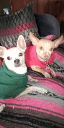 Lost Female Dog last seen Englewood city center at walmart, Englewood, CO 80112
