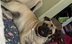 Lost Female Dog last seen 75th st and San pedro, Los Angeles, CA 90003