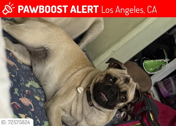 Lost Female Dog last seen 75th st and San pedro, Los Angeles, CA 90003