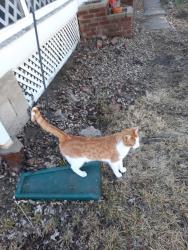 Found/Stray Female Cat last seen Englewood Arts District , Independence, MO 64052