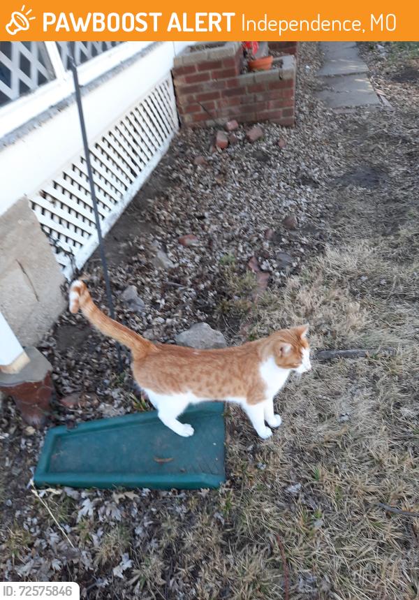 Found/Stray Female Cat last seen Englewood Arts District , Independence, MO 64052
