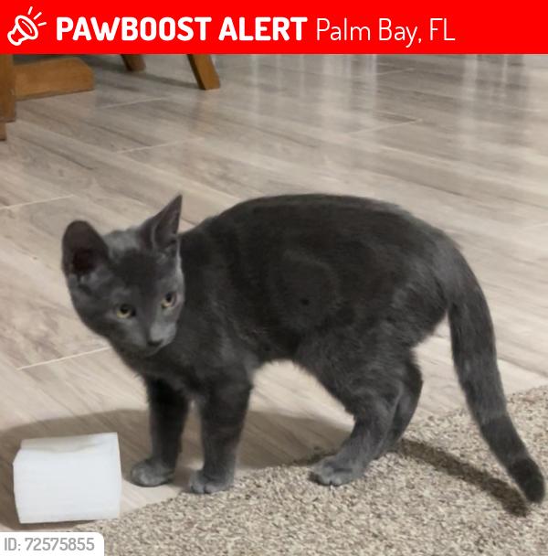 Lost Male Cat last seen Lynbrook st, Palm Bay, FL 32907