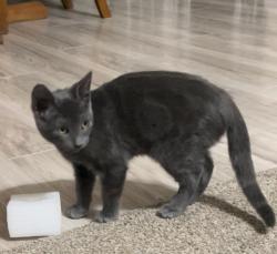 Lost Male Cat last seen Lynbrook st, Palm Bay, FL 32907