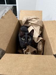 Lost Female Cat last seen Berryhill Rd, San Marcos, CA 92069