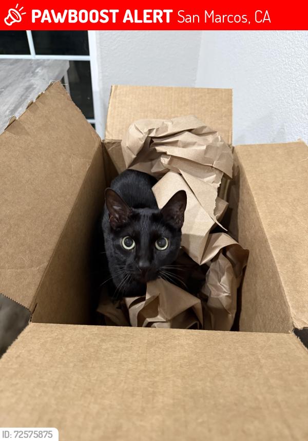 Lost Female Cat last seen Berryhill Rd, San Marcos, CA 92069