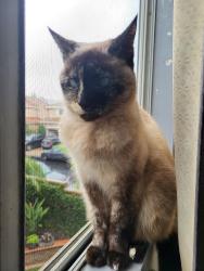 Lost Female Cat last seen Harvard/Walnut, Irvine, CA 92606