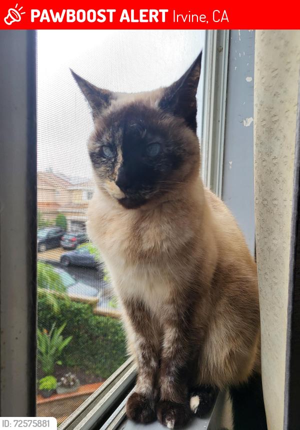 Lost Female Cat last seen Harvard/Walnut, Irvine, CA 92606