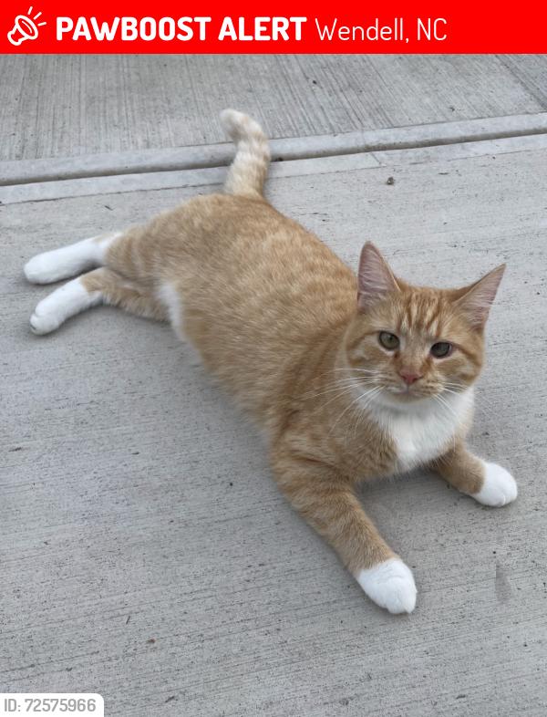 Lost Female Cat last seen Towne Square Rd & Beefeater Ln, Wendell, NC 27591