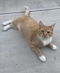 Lost Female Cat last seen Towne Square Rd & Beefeater Ln, Wendell, NC 27591