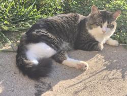 Lost Male Cat last seen Northfield &Fitzgerald, Fort Worth, TX 76179