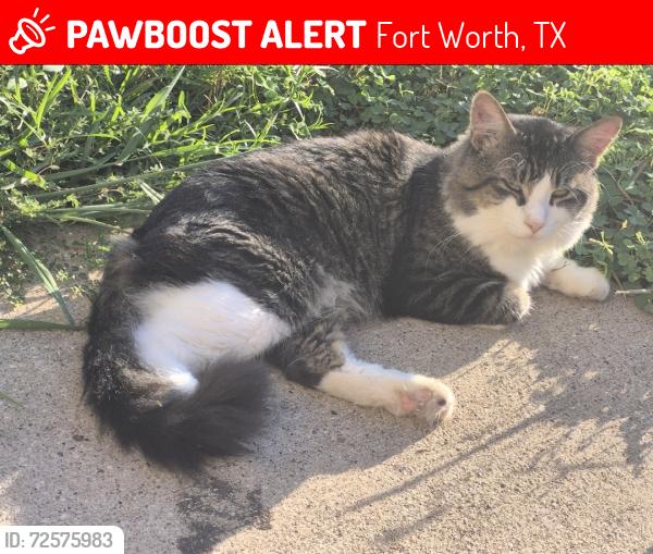 Lost Male Cat last seen Northfield &Fitzgerald, Fort Worth, TX 76179