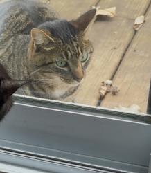 Found/Stray Male Cat last seen Near & Saksons, Fishers, IN 46038