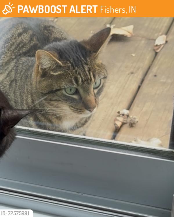Found/Stray Male Cat last seen Near & Saksons, Fishers, IN 46038