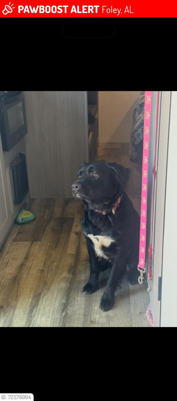 Lost Male Dog last seen Near & beach express near circle k, Foley, AL 36535