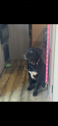 Lost Male Dog last seen Near & beach express near circle k, Foley, AL 36535