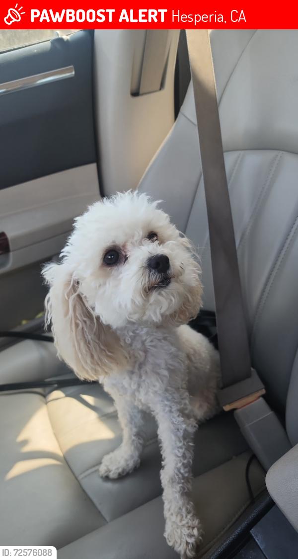 Lost Female Dog last seen Wedgewood ct, topaz, Hesperia, CA 92344
