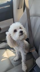 Lost Female Dog last seen Wedgewood ct, topaz, Hesperia, CA 92344