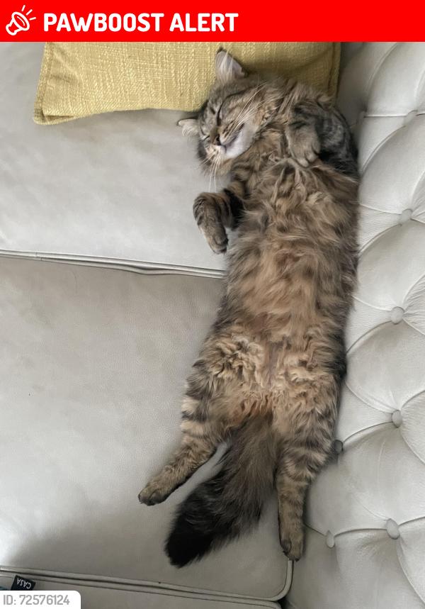 Lost Male Cat last seen Portland st, Dartmouth, NS B2W 2M7