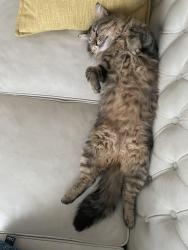 Lost Male Cat last seen Portland st, Dartmouth, NS B2W 2M7