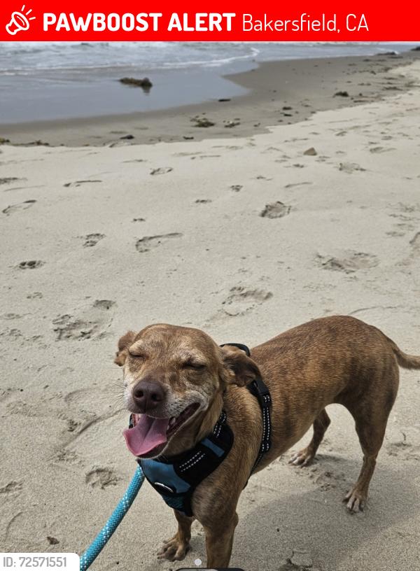 Lost Female Dog last seen Harvey Ct/Calloway/Brimhall, Bakersfield, CA 93312