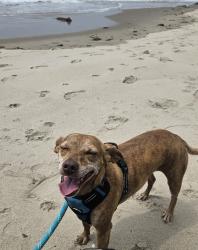 Lost Female Dog last seen Harvey Ct/Calloway/Brimhall, Bakersfield, CA 93312
