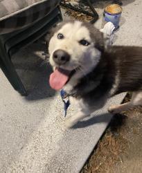 Found/Stray Male Dog last seen Near Getwell rd, Memphis, TN 38118