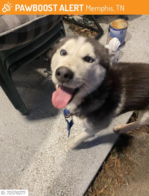 Found/Stray Male Dog last seen Near Getwell rd, Memphis, TN 38118