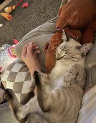 Lost Female Cat last seen 445th Ave SE and SE 144th St, Riverbend, WA 98045