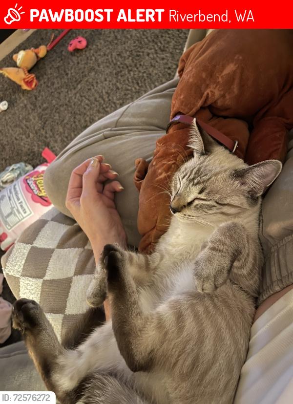 Lost Female Cat last seen 445th Ave SE and SE 144th St, Riverbend, WA 98045