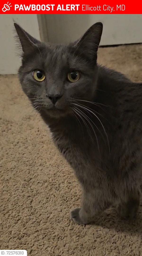 Lost Female Cat last seen Tamar Drive & Old Montgomery Road, Ellicott City, MD 21043
