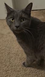 Lost Female Cat last seen Tamar Drive & Old Montgomery Road, Ellicott City, MD 21043