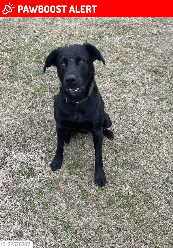 Lost Male Dog last seen Cedar rock road, massengale road Woodbury, Meriwether County, GA 30293
