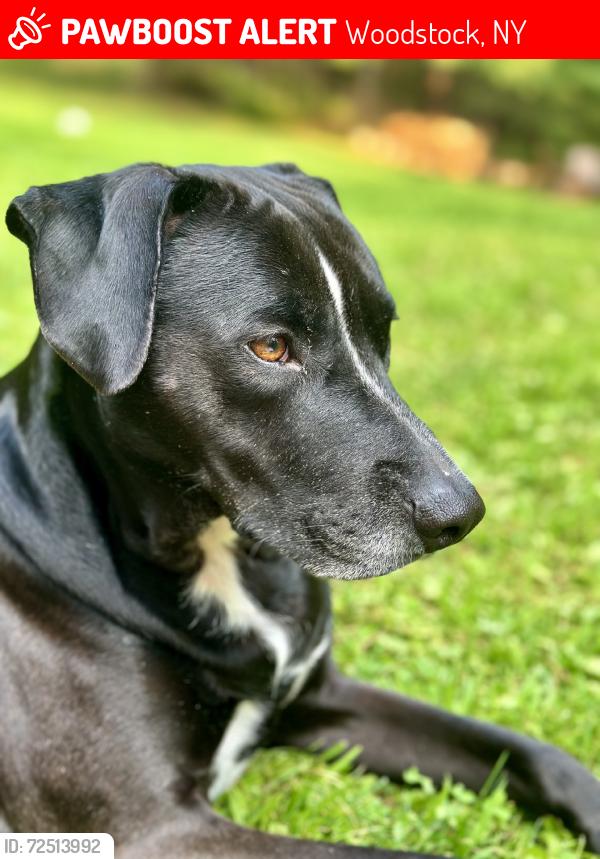 Lost Male Dog last seen Yerry hill rd, Woodstock, NY 12498
