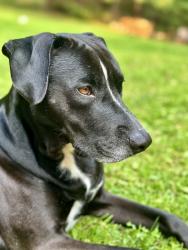 Lost Male Dog last seen Yerry hill rd, Woodstock, NY 12498