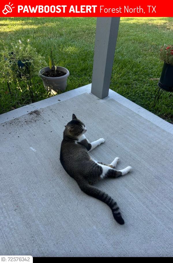 Lost Male Cat last seen Spring Stuebner RD & Falvel RD, Forest North, TX 77389