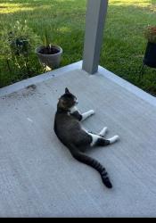 Lost Male Cat last seen Spring Stuebner RD & Falvel RD, Forest North, TX 77389