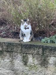 Found/Stray Unknown Cat last seen Idleman Rf, Happy Valley, OR 97086