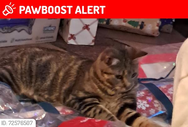 Lost Female Cat last seen Junction/Roosevelt , Apache Junction, AZ 85119
