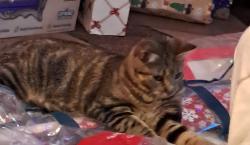 Lost Female Cat last seen Junction/Roosevelt , Apache Junction, AZ 85119