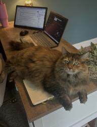 Lost Female Cat last seen Could be in Christiana or in South Nashville, Murfreesboro, TN 37128