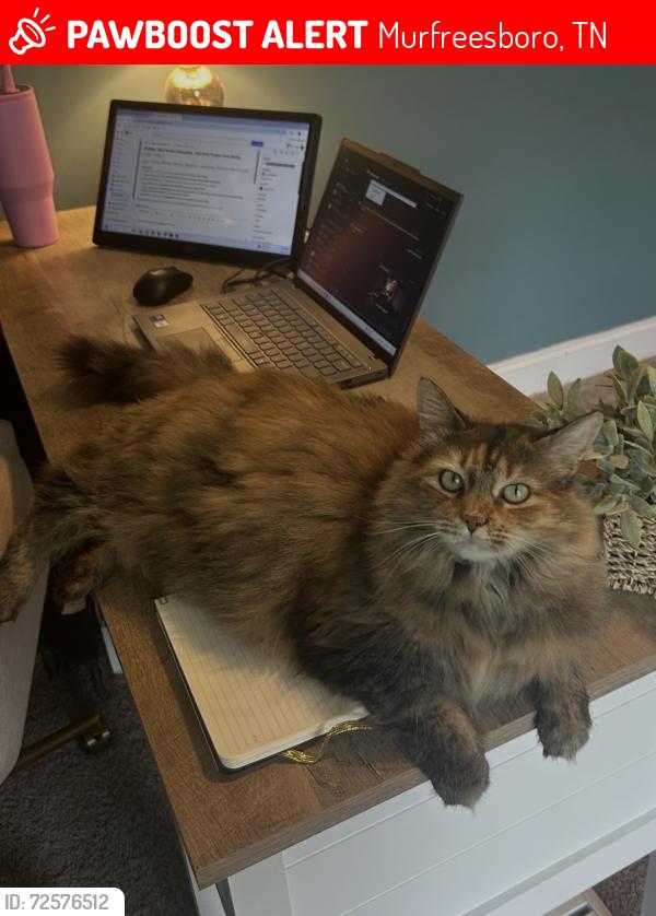 Lost Female Cat last seen Could be in Christiana or in South Nashville, Murfreesboro, TN 37128
