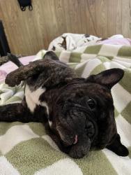 Lost Male Dog last seen Near Splendora Whataburger, Splendora, TX 77372