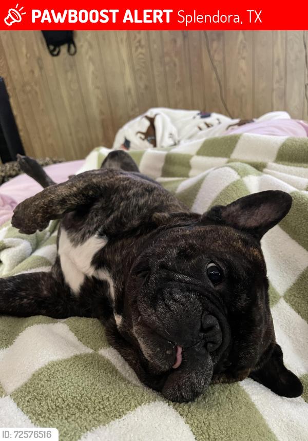 Lost Male Dog last seen Near Splendora Whataburger, Splendora, TX 77372